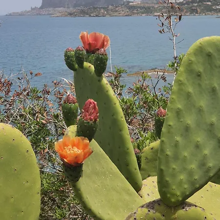 Ortensia * Cefalù